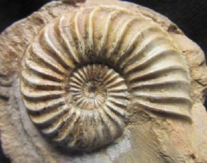 ForeshoreFossil's tweet image. Beautifully Defined  Pleuroceras Ammonite in Nodule (Germany) 0227:
foreshorefossils.com/product/pleuro…

#LoveFossils &amp;amp; Love #MotherNature at her best