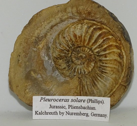 ForeshoreFossil's tweet image. Beautifully Defined  Pleuroceras Ammonite in Nodule (Germany) 0227:
foreshorefossils.com/product/pleuro…

#LoveFossils &amp;amp; Love #MotherNature at her best