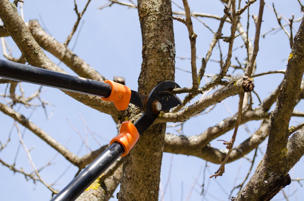 Treeraider's tweet photo. #Tree #Pruning Services in #Ryde &amp; Epping. On mature #trees, pruning is required to maintain #plant health &amp; safety. Call now 0414 762 797. https://t.co/cA9KCGW9De