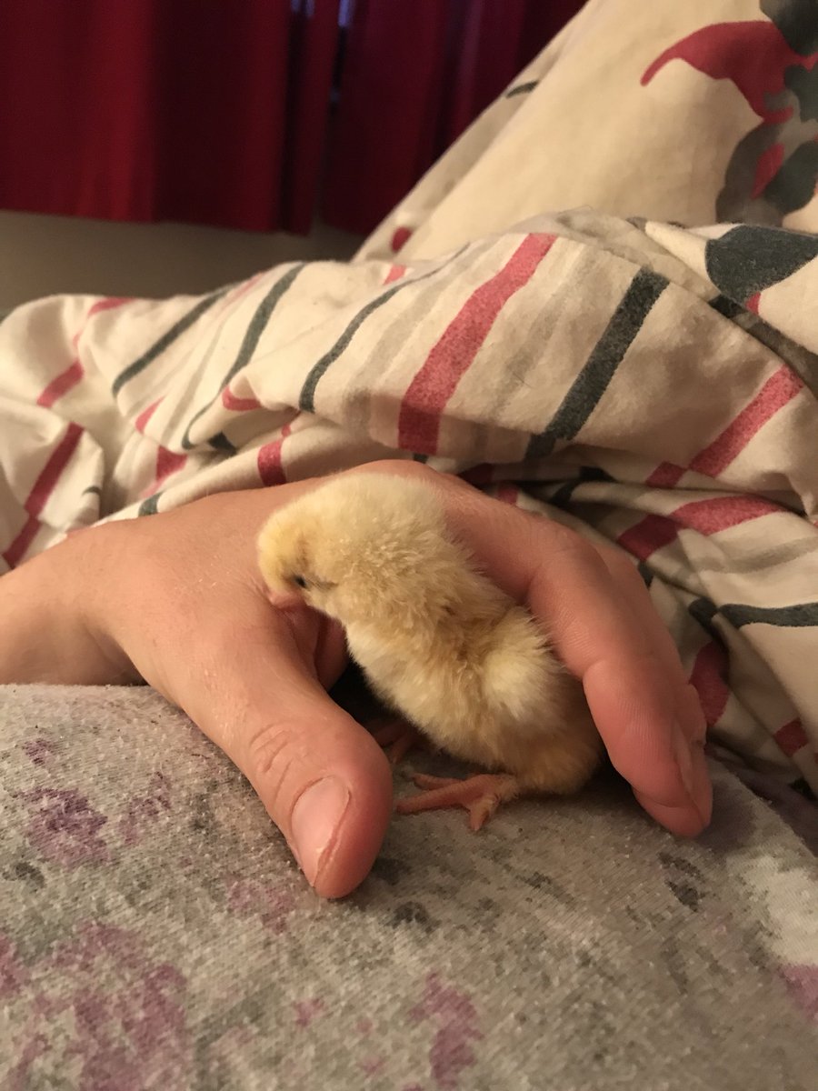 PatchHatch's tweet image. After a night of nurturing... !