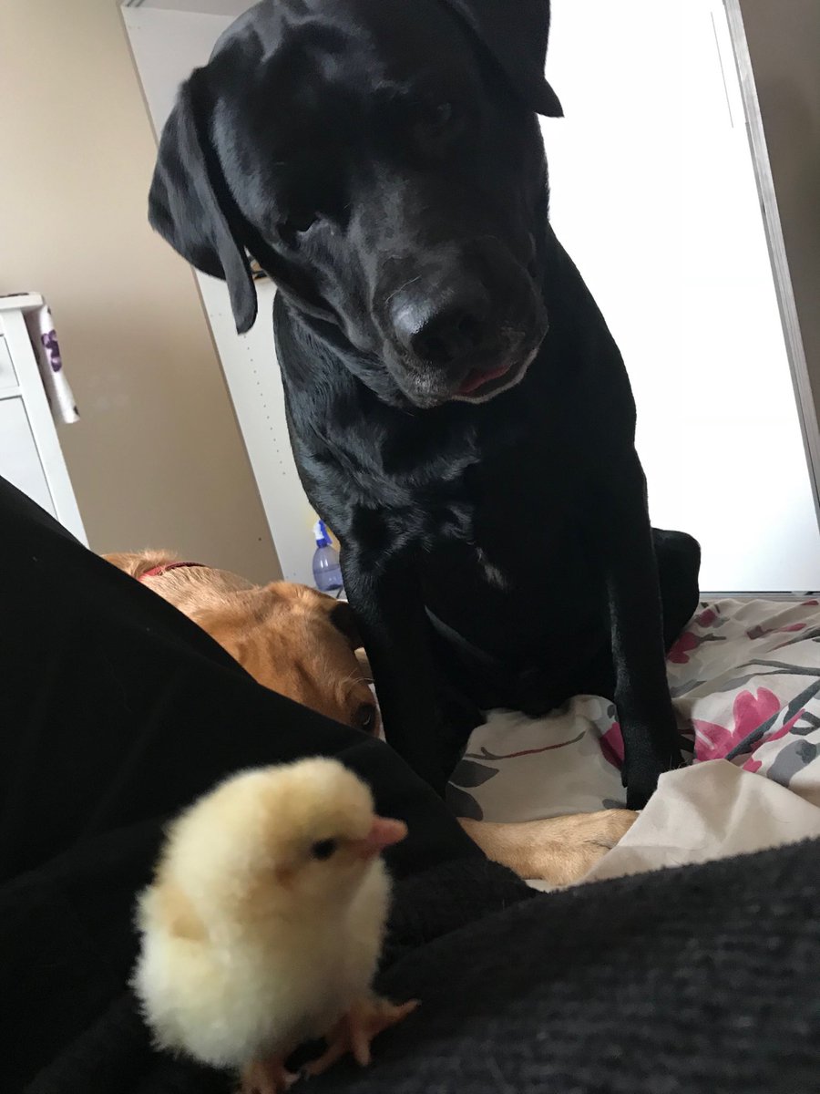 PatchHatch's tweet image. 