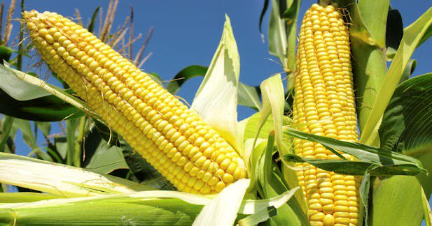 ZimbabweFarming's tweet photo. Here is how to decide when to sell your produce and by how much https://t.co/MKBbWvrSmC #Zimbabwe #farming https://t.co/JKBjBxBe9U