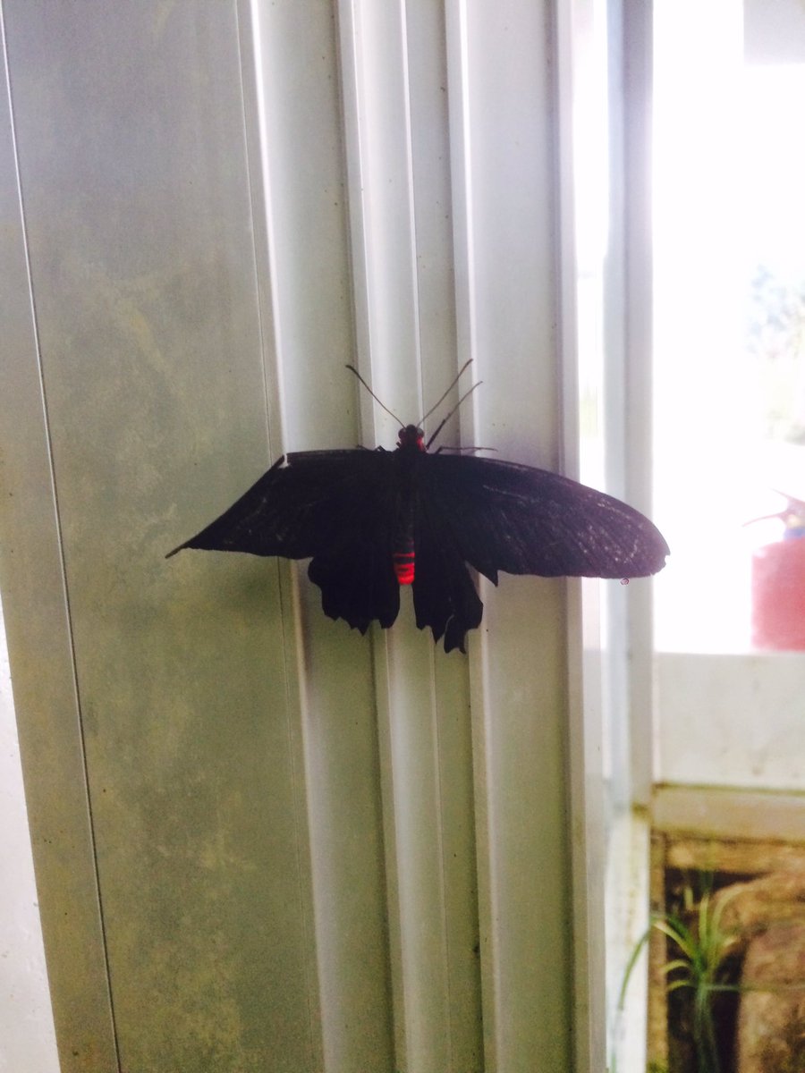 Sen minnoş bi kelebek değilsin duru