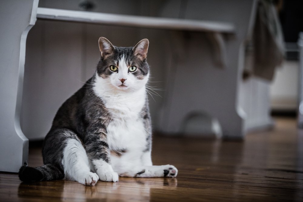 FrontVetScience's tweet photo. How can communication between vets and clients on feline obesity be better aligned? https://t.co/8LASVuN0KX #worldobesityday https://t.co/jg9Yauy622