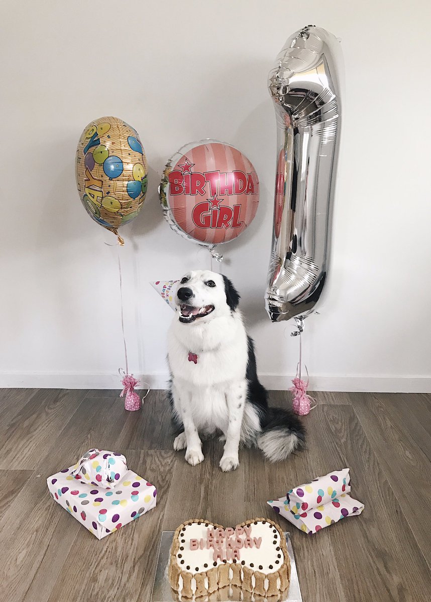 IsabellaLFiori's tweet photo. I really am that extra about my dogs birthdays 🤷🏽‍♀️😛 https://t.co/vxUeS0momG
