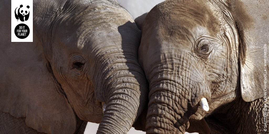 wwf_uk's tweet image. Elephants use touch as a means of giving and receiving reassurance 🐘 #WednesdayWisdom #StopIvoryTrade