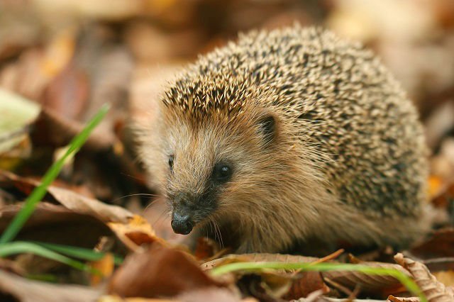 DefraGovUK's tweet photo. #WednesdayWisdom: there are seventeen species of #hedgehog in the world, including our native European hedgehog! https://t.co/vda7uAuuBI https://t.co/Gglw2JfCK2