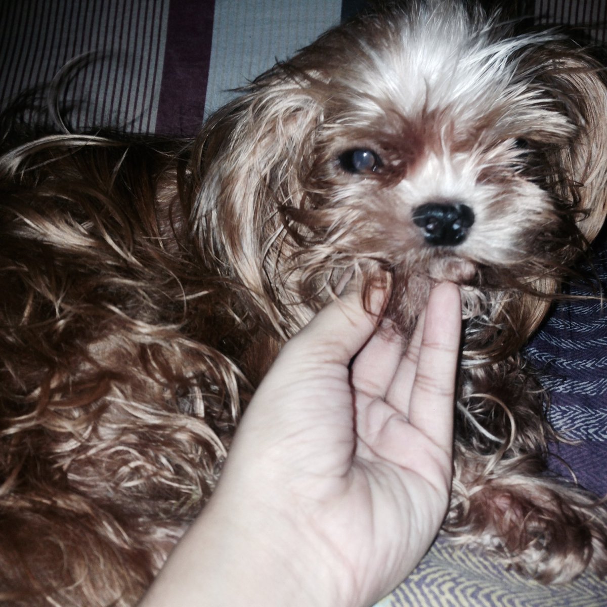 renadiine's tweet photo. mah babies!! 🐶💕 #rambo #yuki #huffhuff https://t.co/7LHtivcfCq