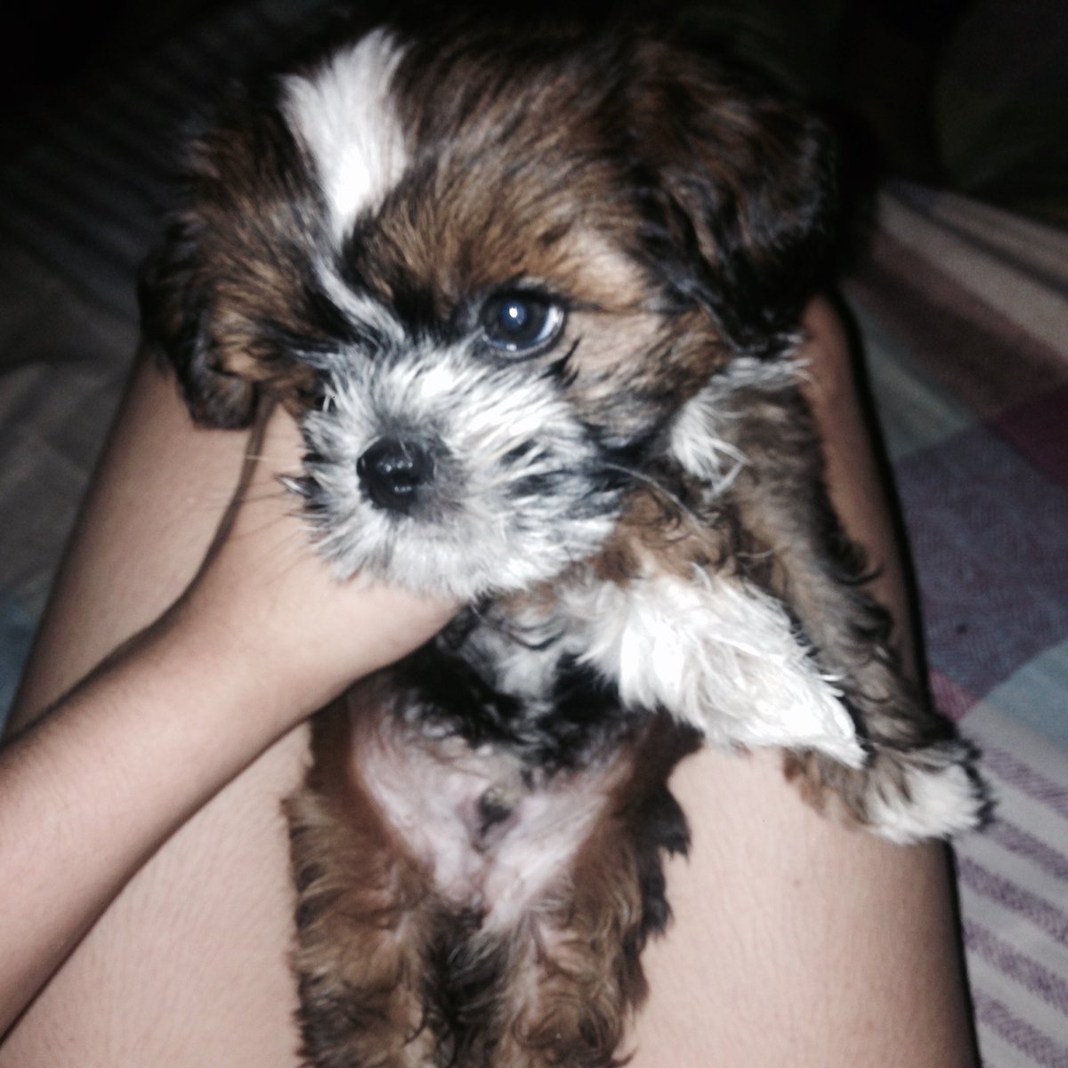 renadiine's tweet photo. mah babies!! 🐶💕 #rambo #yuki #huffhuff https://t.co/7LHtivcfCq