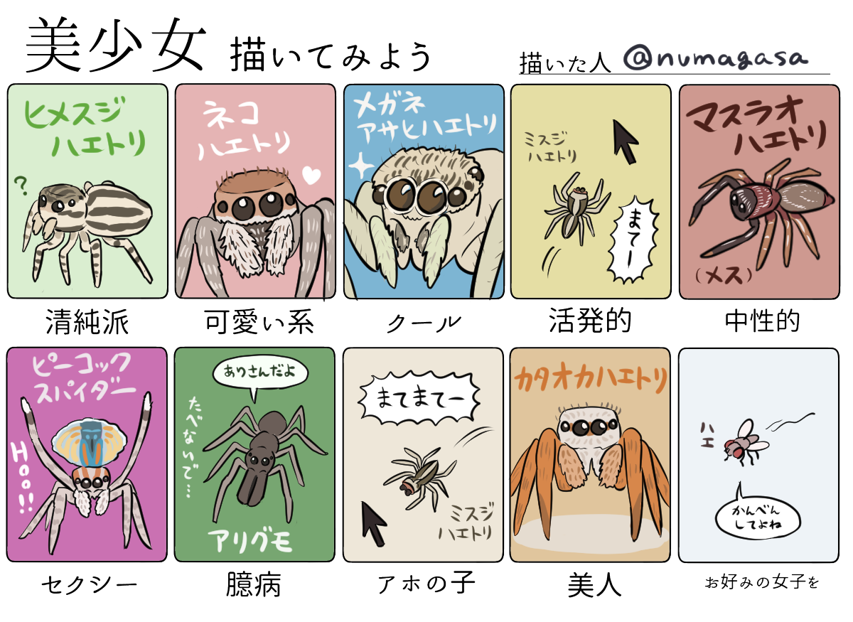 تويتر ぬまがさワタリ ゆかいないきもの超図鑑 ３ ８発売 على تويتر 美少女描いてみよう ハエトリグモ編 オスが混ざってるけど T Co Y1bcvjfiyp
