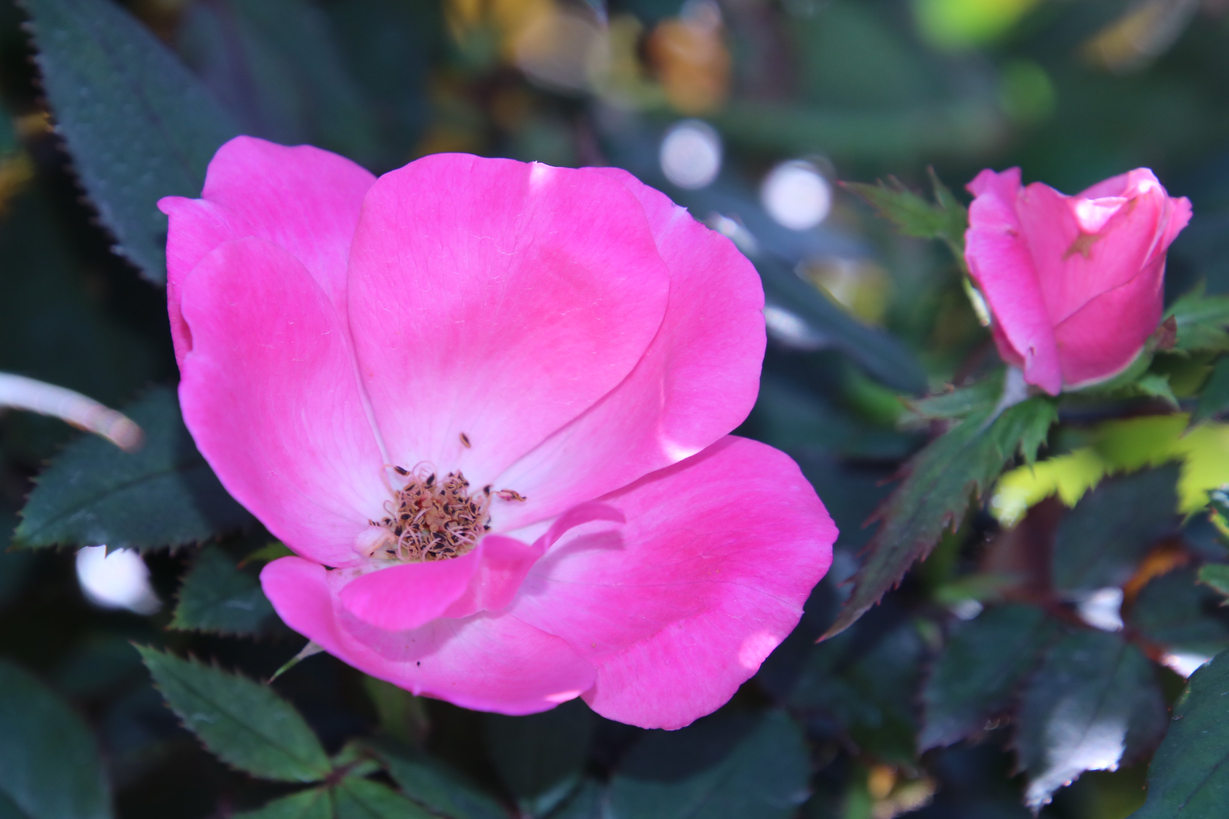 Yoko Ito ピンク ノック アウト 可愛いピンク色のpink Knock Out 一重と思ったけど半八重咲き 名前の由来も病気をノックアウトすると 花 バラ ピンク ノック アウト Pinkknockout 港の見える丘公園 T Co Eaxmqw6veb