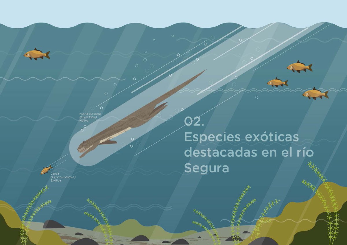 "Especies exóticas del río Segura": murcianatural.carm.es/web/guest/viso…
<a href="/SEGURARIVERLINK/">@SEGURARIVERLINK</a> <a href="/asociacionanse/">Anse (Cuenta inactiva)</a> <a href="/UMU/">Universidad Murcia</a> <a href="/ITAGRACT/">ITAGRA.CT</a> <a href="/biovisual/">Biovisual</a>