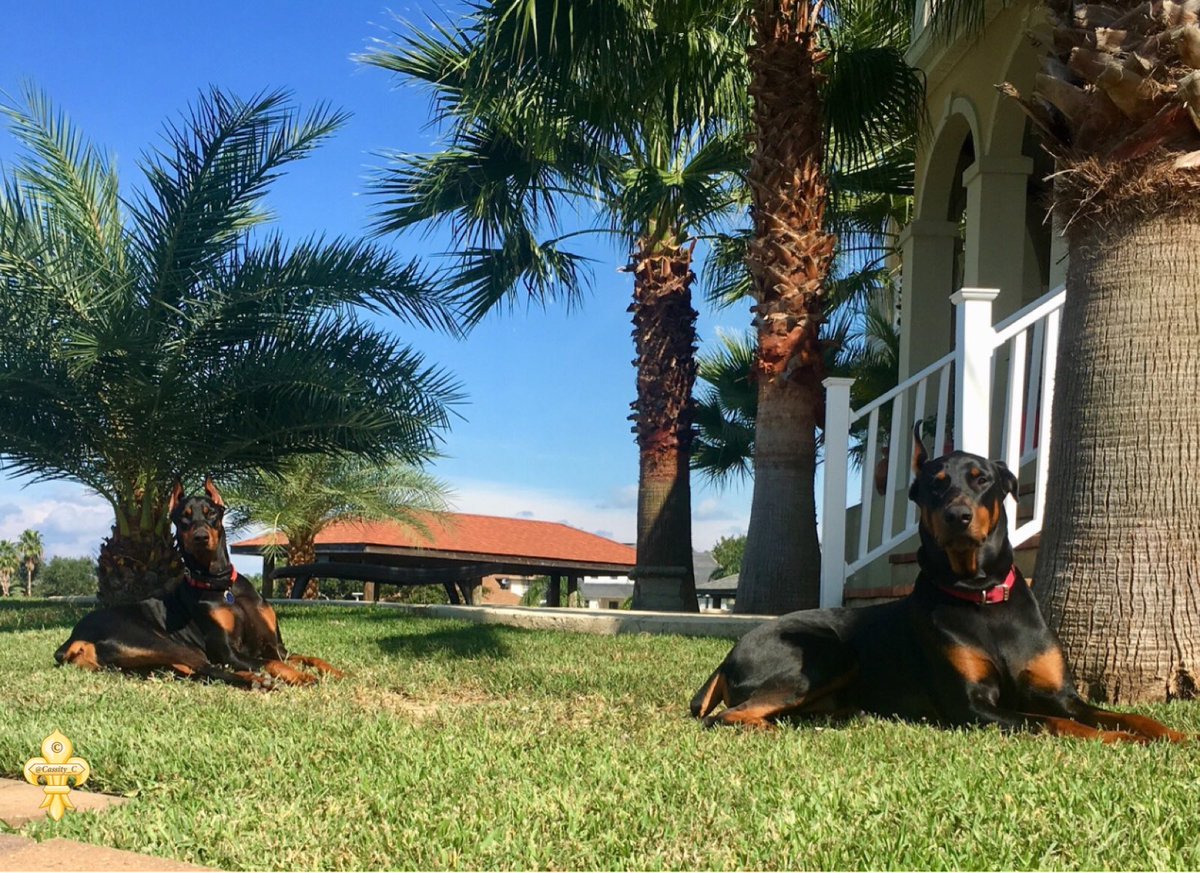 Cass_C7's tweet photo. Morning Twitterverse✨ Wishing everyone a wonderful Wednesday☀️🌴 #dobermans 🐾🌿🐾 @dogcelebration https://t.co/ABqv2SZJpy