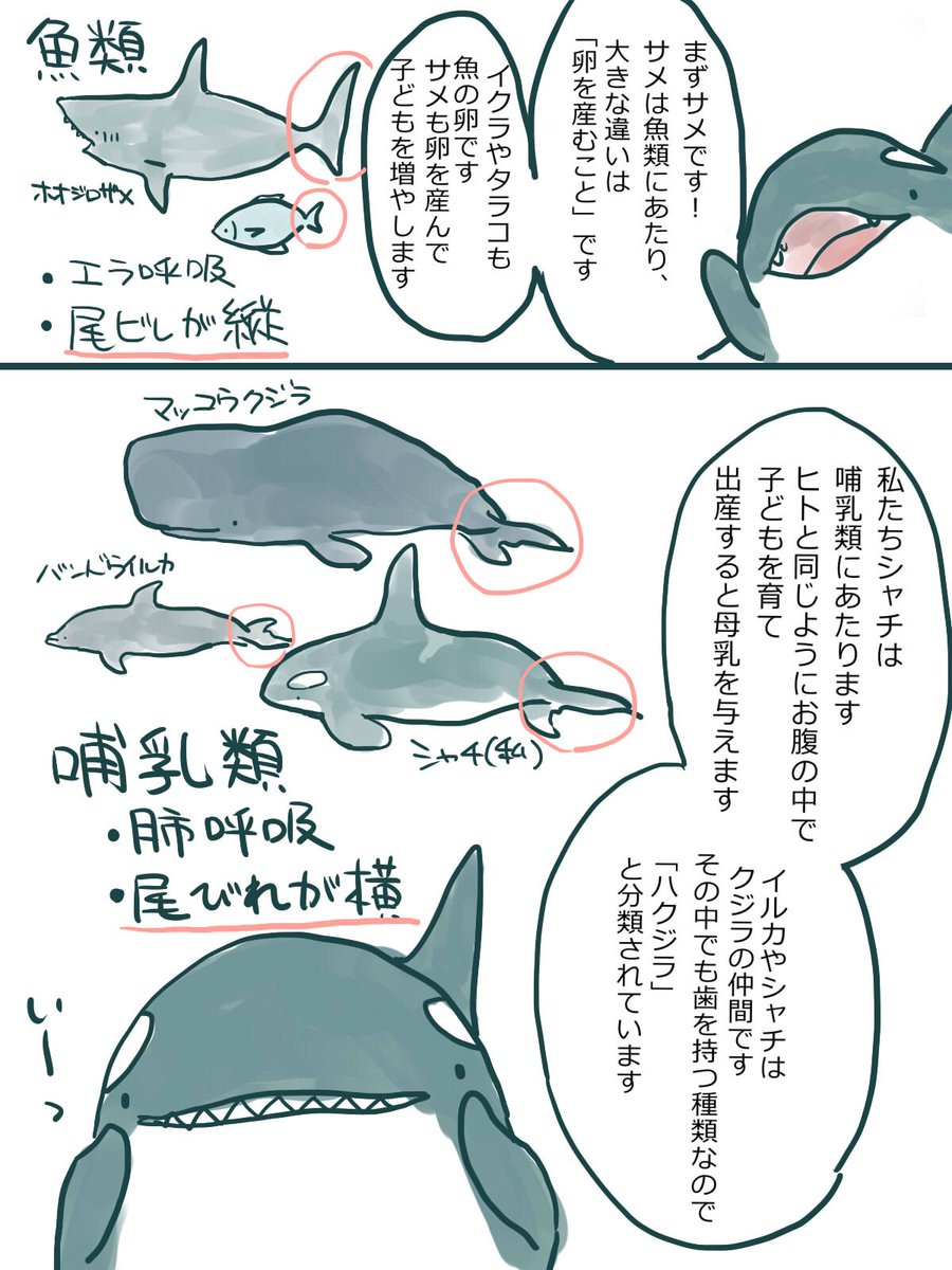 サメとシャチってどっちが強いの に答えるシャチ愛があふれるマンガまとめ Togetter