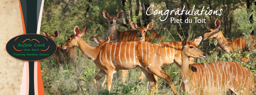 buffalocreekSA's tweet photo. Congratulations Piet du Toit Wildbedryf on the purchase of these beautiful nyala ewes, in lamb to Axl, measuring an impressive 30 6/8". https://t.co/wxfTNGD4Xy