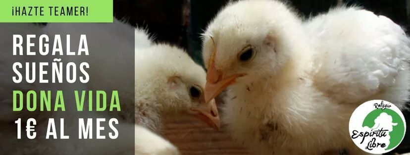 diaveganismo's tweet photo. Ayudar a los animales es fácil y asequible: apoya desde solo 1€ a, por ej, @santuario_libre ▶️ https://t.co/a1iUXbPNzY #EstoEsVeganismo https://t.co/Toxn0TOpqz