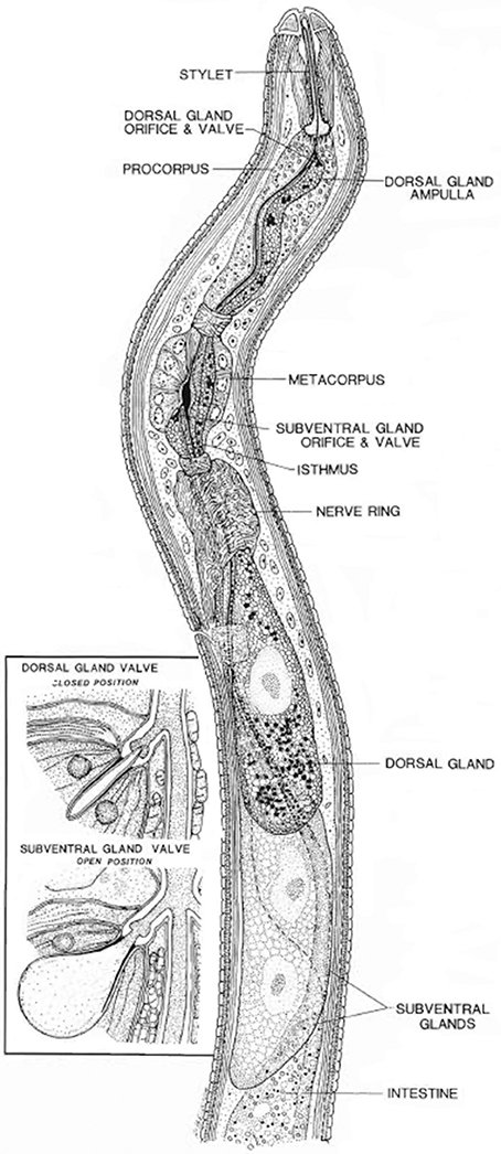 FrontiersIn's tweet photo. Smart parasitic #nematodes use multifaceted strategies to #parasitize plants @FrontPlantSci https://t.co/ZlClyfsblh https://t.co/qmhd2mYsLq