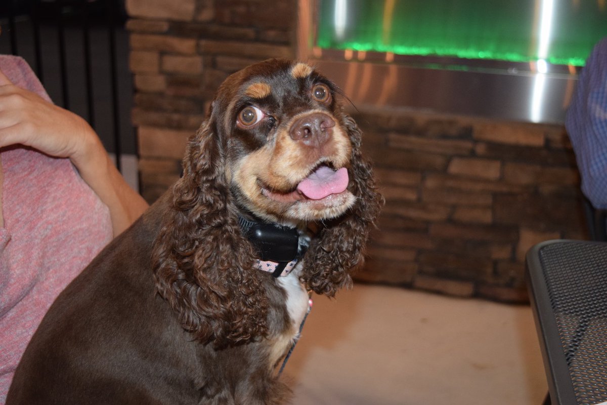 cplexingtonsc's tweet image. Dogs are mans best friend. Bring them for yappy hour 4-7pm and show your dog off.