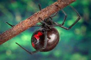 KCSciences_UML's tweet photo. #WildlifeWednesday features Jessica Garb's research center focusing on spider venom and silk #UMLResearch
https://t.co/wLL7neQjHv https://t.co/qXDoeDIwFp