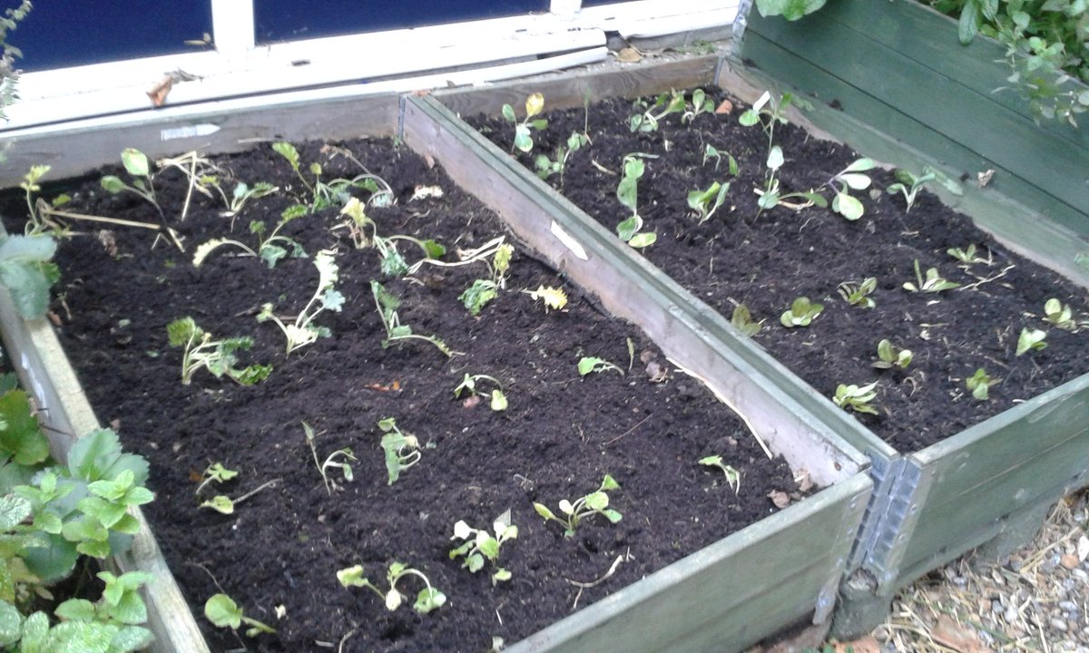 Fab day with the red rose gardners #RotherhithePrimarySchool.8 beds cleared &amp; replanted. <a href="/EdibleSE16/">Edible Rotherhithe</a> <a href="/EdibleAvondale/">Edible Avondale SE1</a>