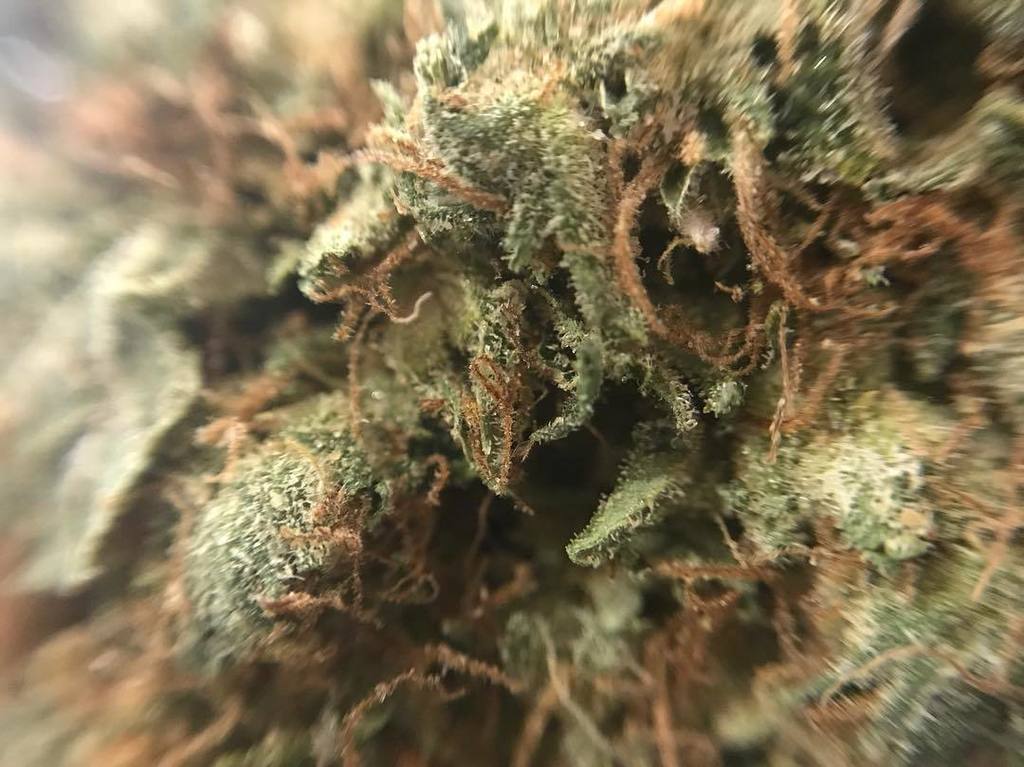 PeaceAndLoveTO's tweet photo. sticky and beautiful #PinkTHUNDERFUCK https://t.co/OsfO2h2jJH https://t.co/quhFr3BfFk