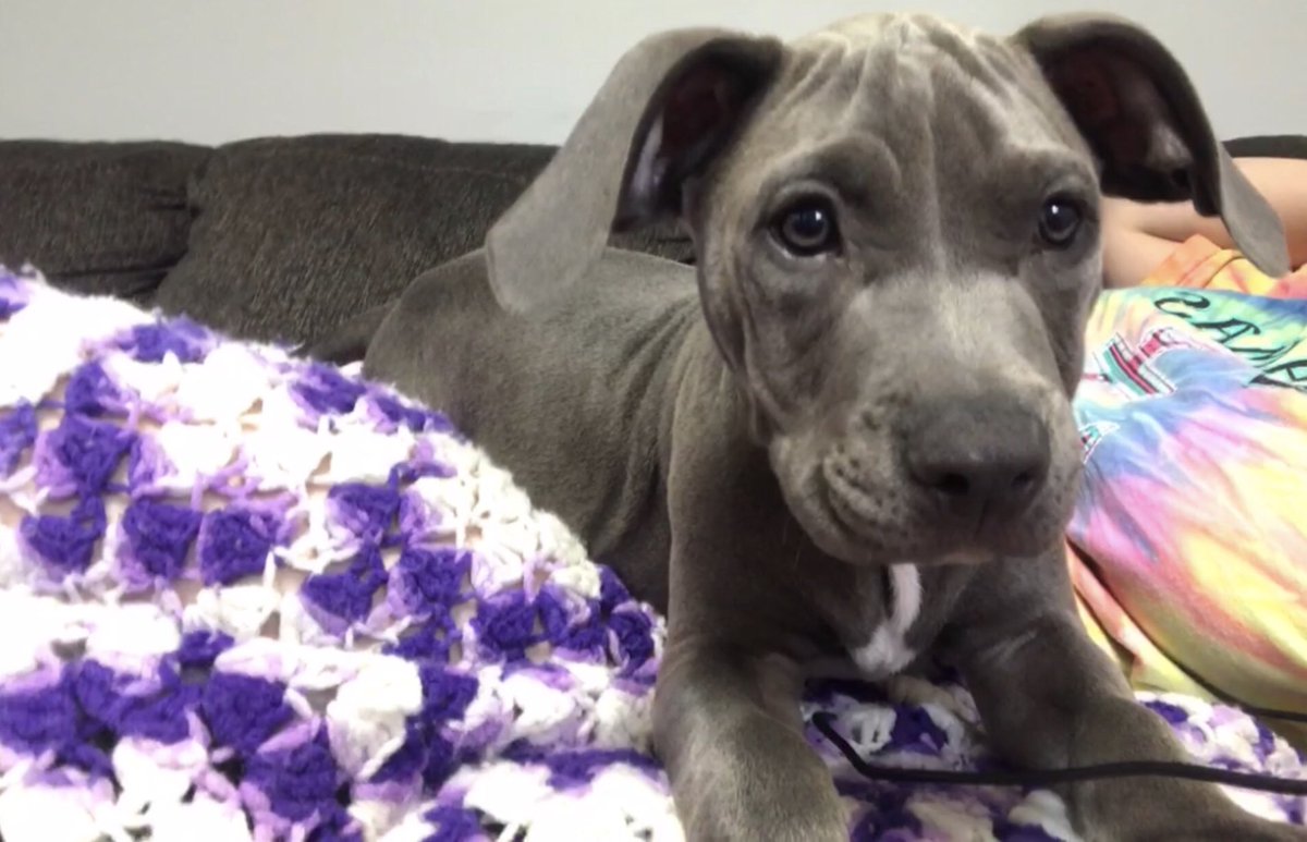 HaleyBrookeRay's tweet image. He’s a handful but so cute 💙🐶