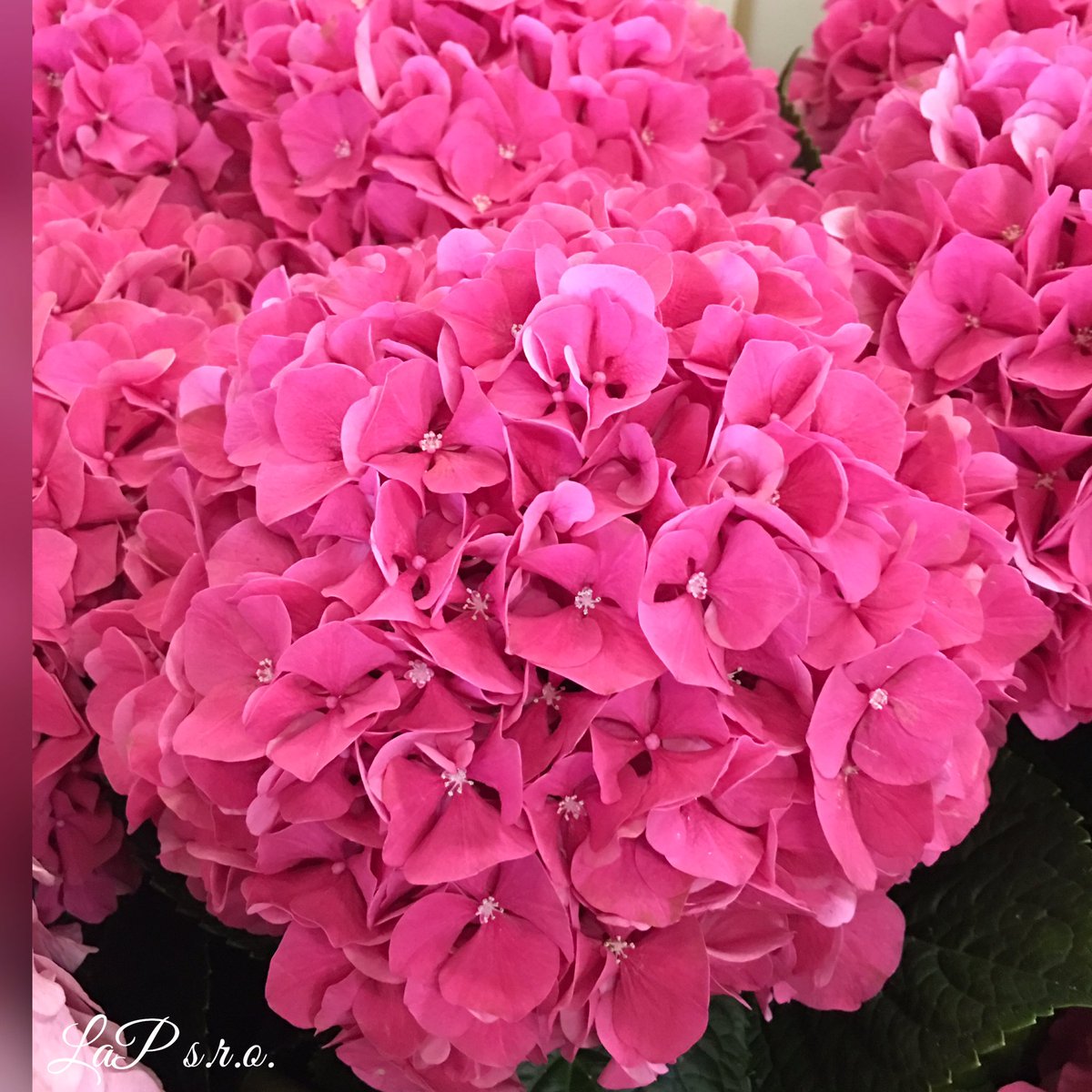 LaPsro's tweet photo. Hydrangea 🙃 https://t.co/zcvs5h6mot