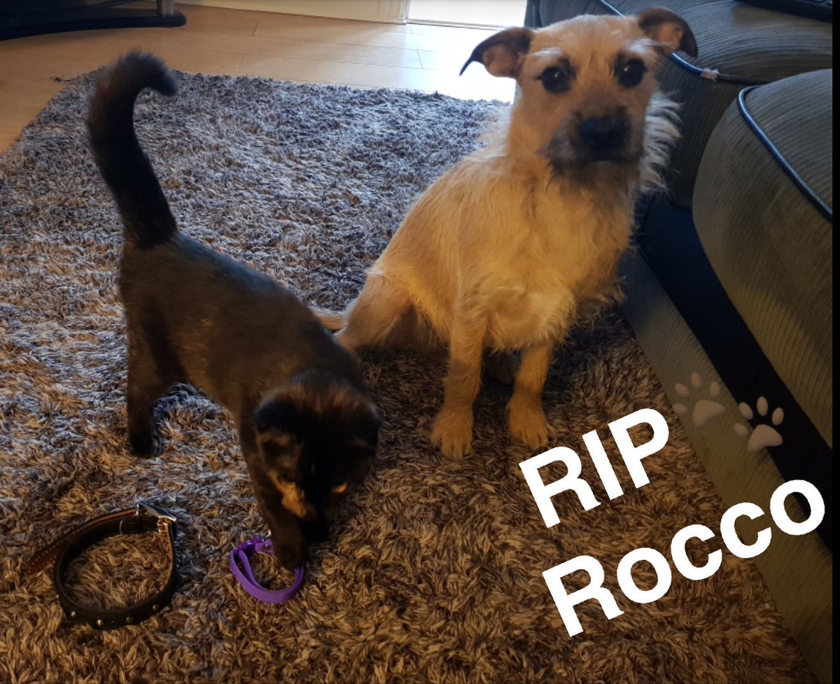 amymitchell95's tweet photo. #CollarsOffForRocco https://t.co/FL1ok8Ap9J