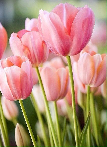 Tulip_festival's tweet photo. Gorgeous pink tulips RT @martiny1947 
https://t.co/aneLULyszC
