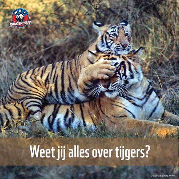 Leuk! Kom bij ons alles te weten over de tijger:  rangerclub.nl/nl/dieren/favo….