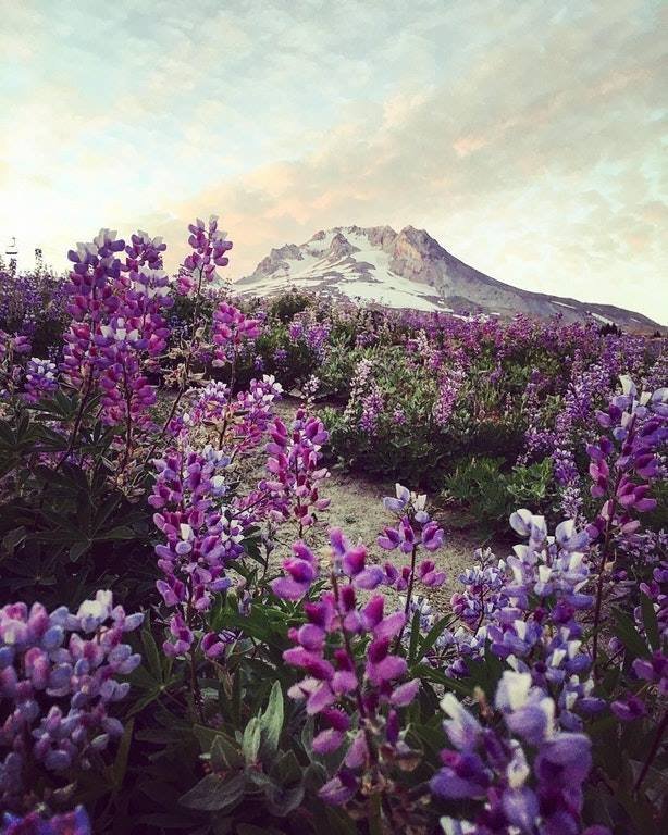 iloveplaneta's tweet photo. Pacific Crest Trail Timberline in Oregon!
#MaisPlaneta #PlusPlanet #saveourplanet #salvaoplaneta #nature #natureza #iloveplaneta

Follow us/ https://t.co/M8l3fInLgb