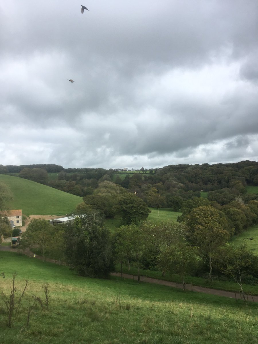 Shane71090714's tweet photo. 4days done a great start Birds flying really well 👍 https://t.co/A3zaJZ4OTz