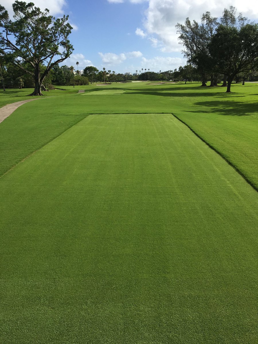 Putting out the tee challenge. L1F zoysia  and Tiftuff Bermuda surrounds.