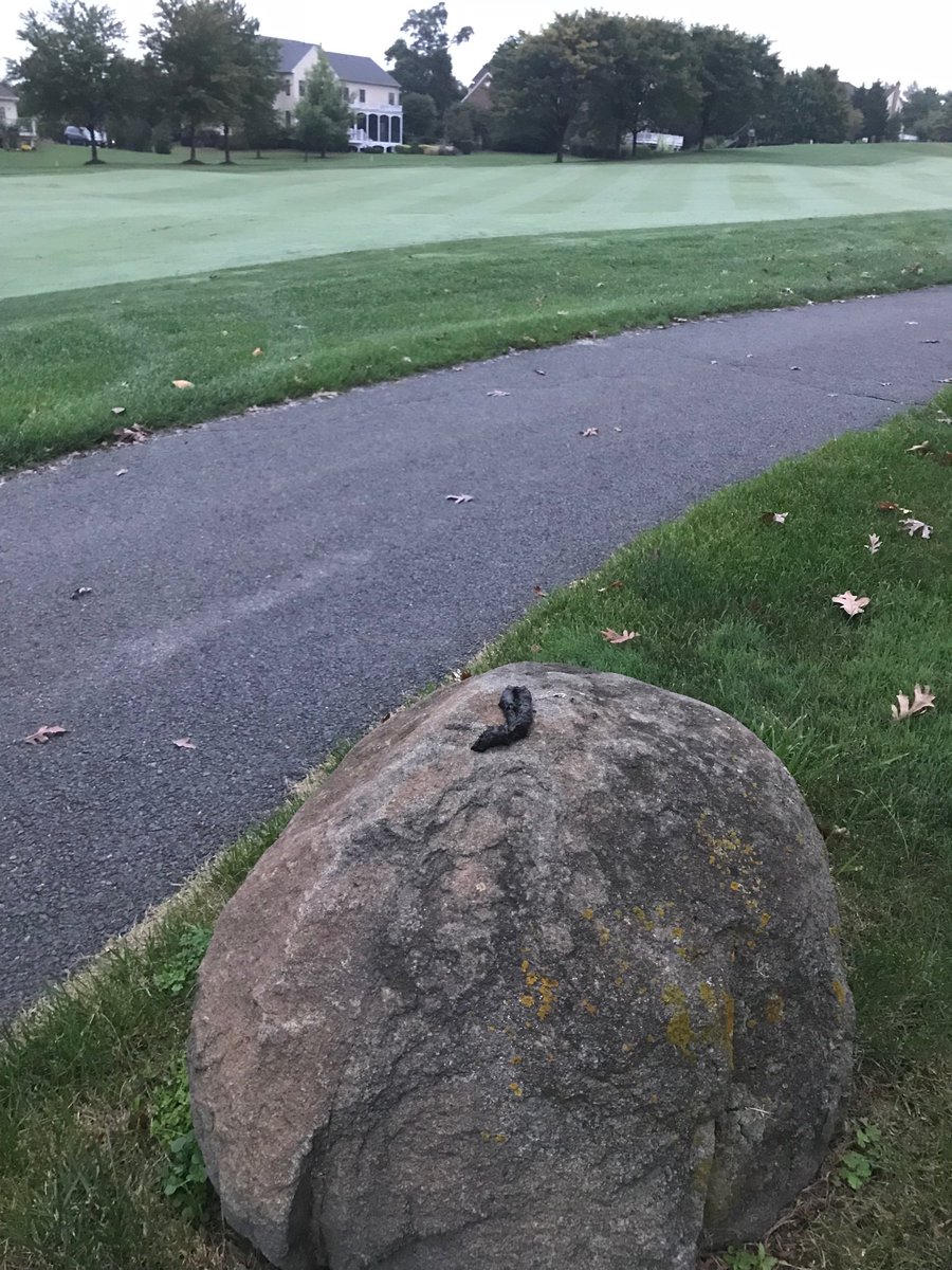 AaronWells8's tweet image. How is this even possible?  This fox has some skills.  #upperdecker.