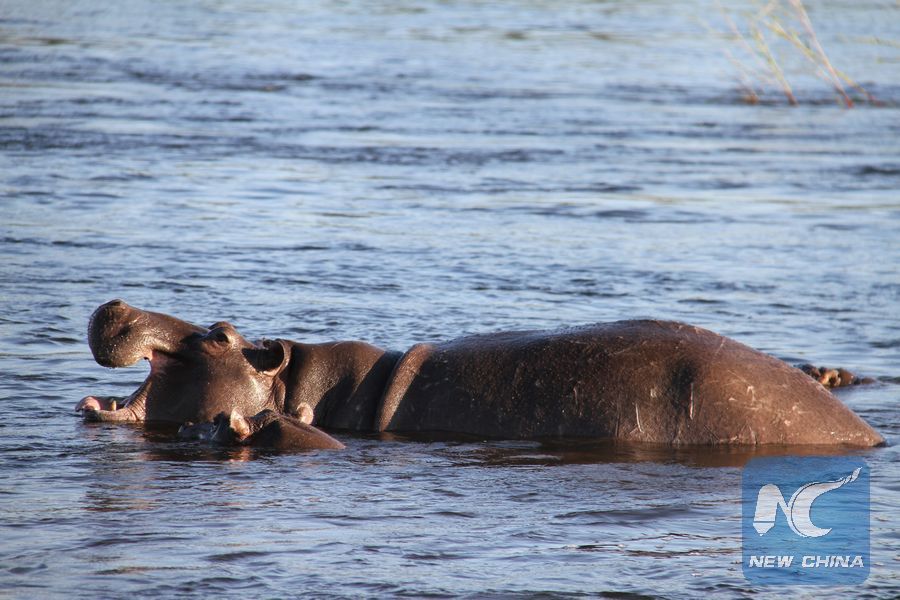 XHNews's tweet photo. Botswana probes death of some hippos after suspected anthrax infection killed over 100 hippos in neighboring Namibia https://t.co/4scuEqKjRq https://t.co/iU9i4QnViX