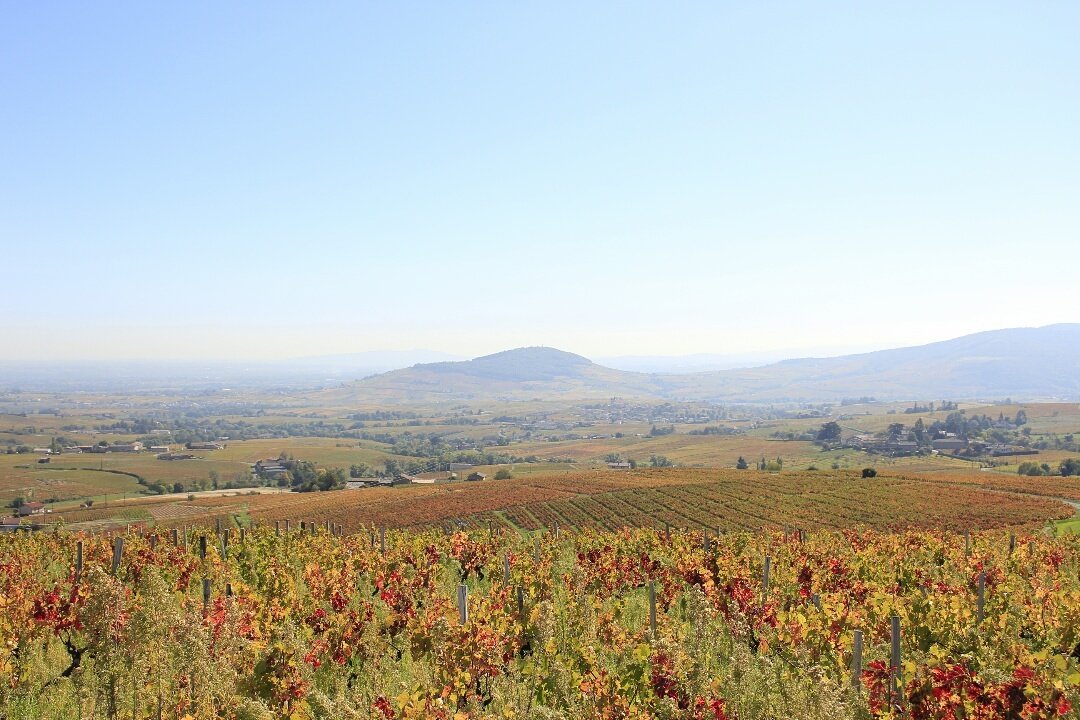 EloisePelissier's tweet photo. Paysage du #beaujolais en #automne ! https://t.co/VB9b1UhuF2