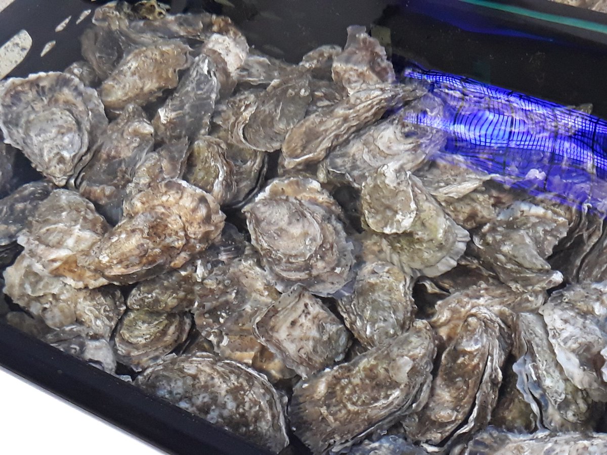 FionaDrought's tweet photo. Chefs, oysters, crabs @ Flaggy Shore #fote17 https://t.co/NVvRfmVmNI