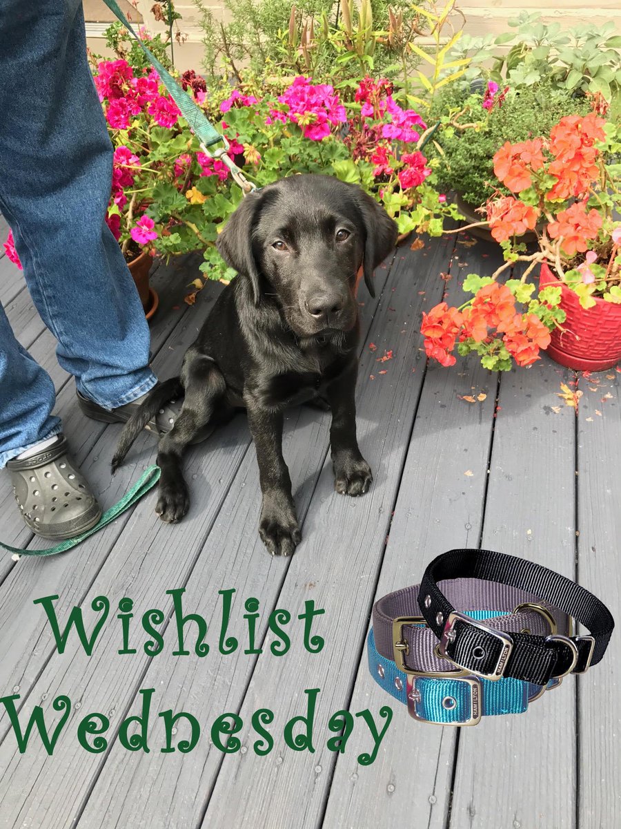 ECADServiceDogs's tweet photo. Just look at how big #Browser is getting. It's #WishlistWednesday & these puppies need bigger collars. https://t.co/eOnlEHImgB #NewCollars https://t.co/jpM4EHWqIP