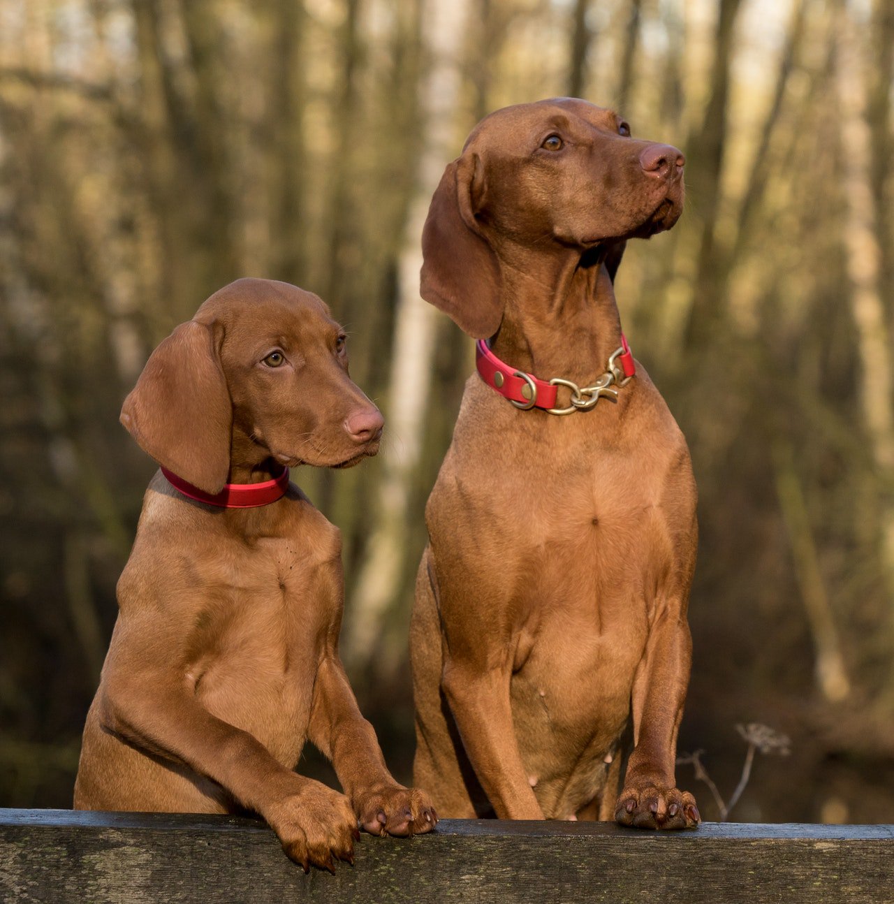 Found vizsla best sale
