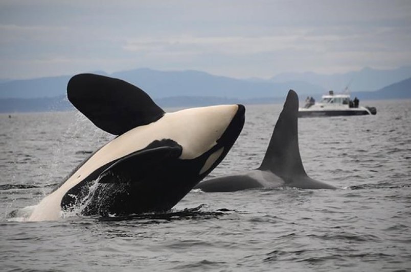 Important meeting being held today &amp; tomorrow to discuss recovery of the southern resident killer whale: ow.ly/e9NC30fNI1H #CMARA