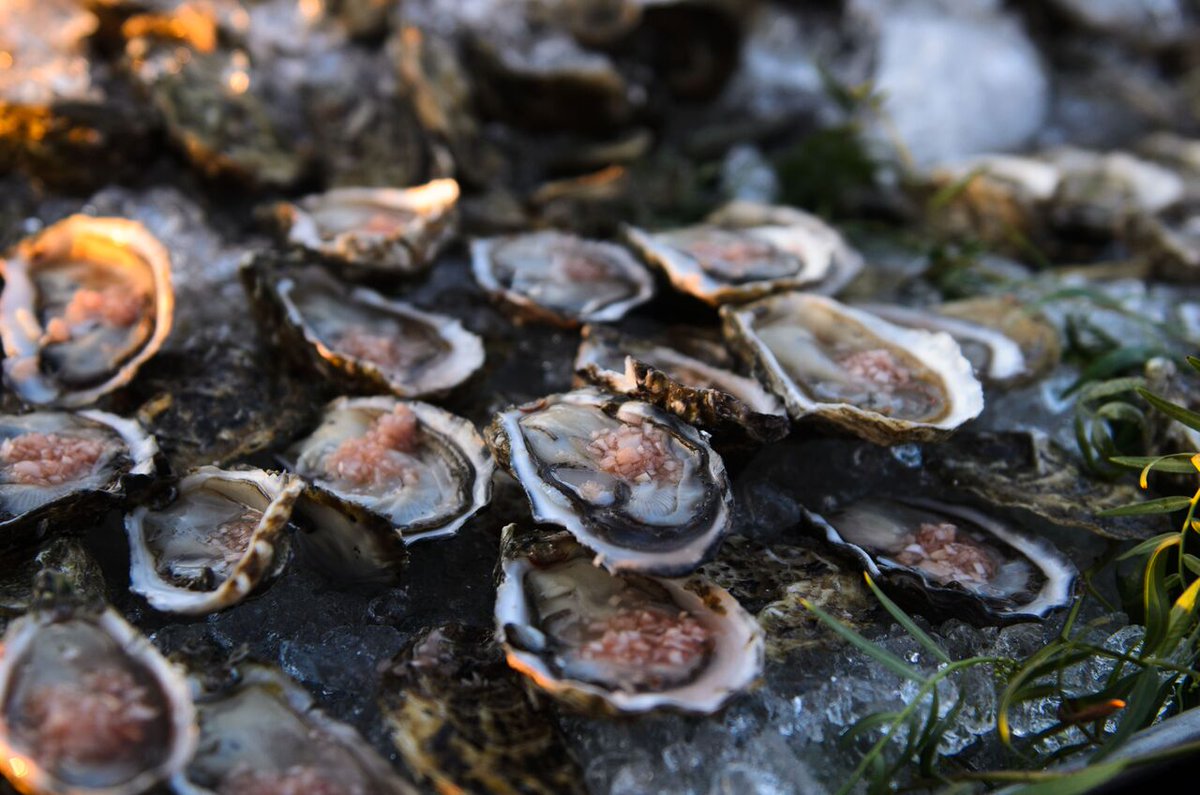 bajashellfish's tweet photo. #Oystersonthehalfshell should be a top-notch experience. The meat should be full, opaque and shouldn't be dry.  #Nationalseafoodmonth https://t.co/5XFLU21oJa