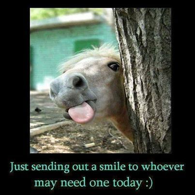 Please donate. Horses make great therapy for veterans. bit.ly/1RH93i8