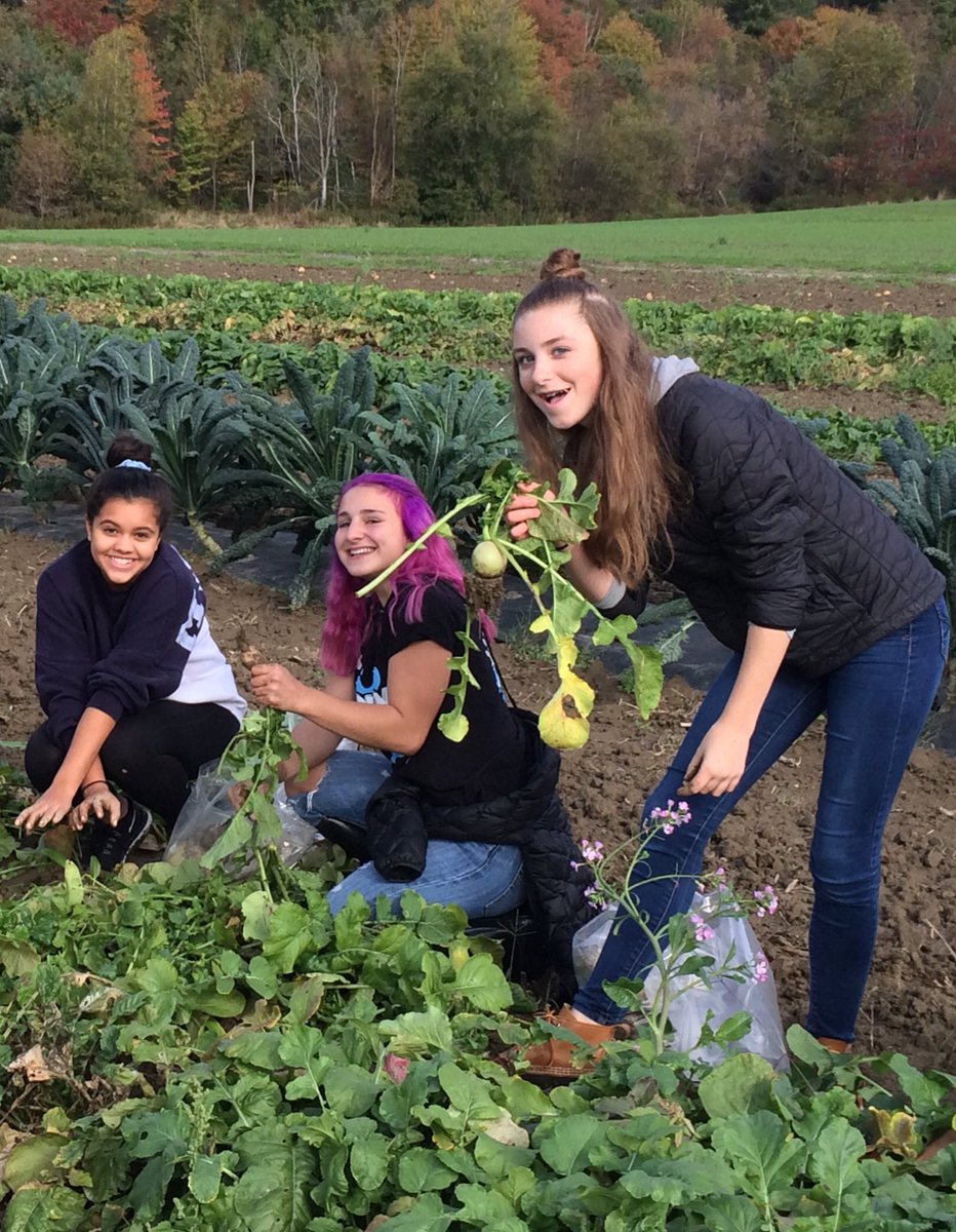 sbhsarts's tweet photo. Harvesting watermelon radishes! #FCSD2017 https://t.co/2iBqdGztfx
