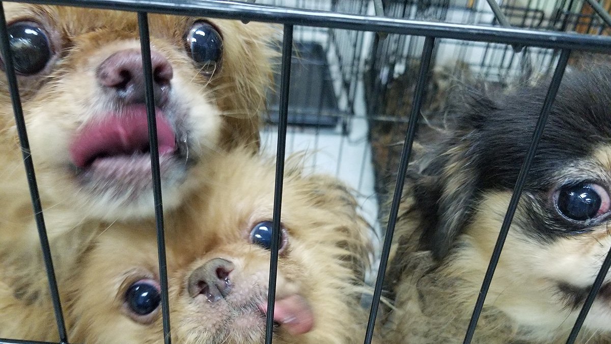 NBC10 Philadelphia (@nbcphiladelphia) on Twitter photo Dozens of neglected dogs recovering at <a href="/BrandywineSPCA/">Brandywine Valley SPCA</a> after being seized from home: on.nbc10.com/ZXEfUGX Dozens of neglected dogs recovering at <a href="/BrandywineSPCA/">Brandywine Valley SPCA</a> after being seized from home: on.nbc10.com/ZXEfUGX