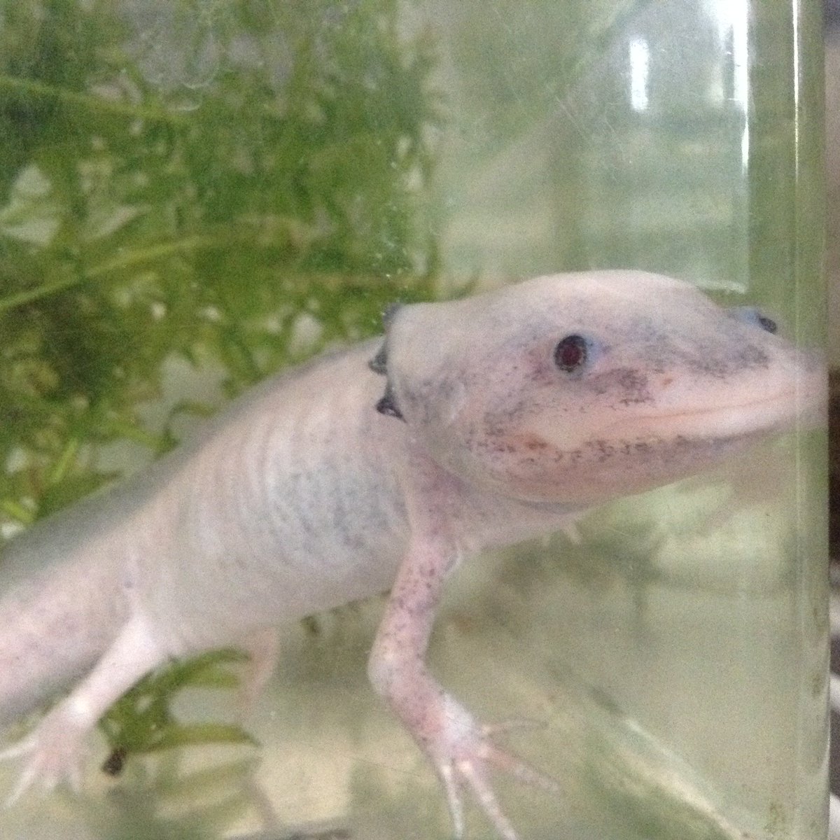 てとら 実験の生き残りで 水カビ病からも生還し 強く生きている部活のウパ氏 ウーパールーパー Axolotl メキシコサラマンダー 両生類 ウパ 水槽 ペット T Co F63ylhr1bo Twitter