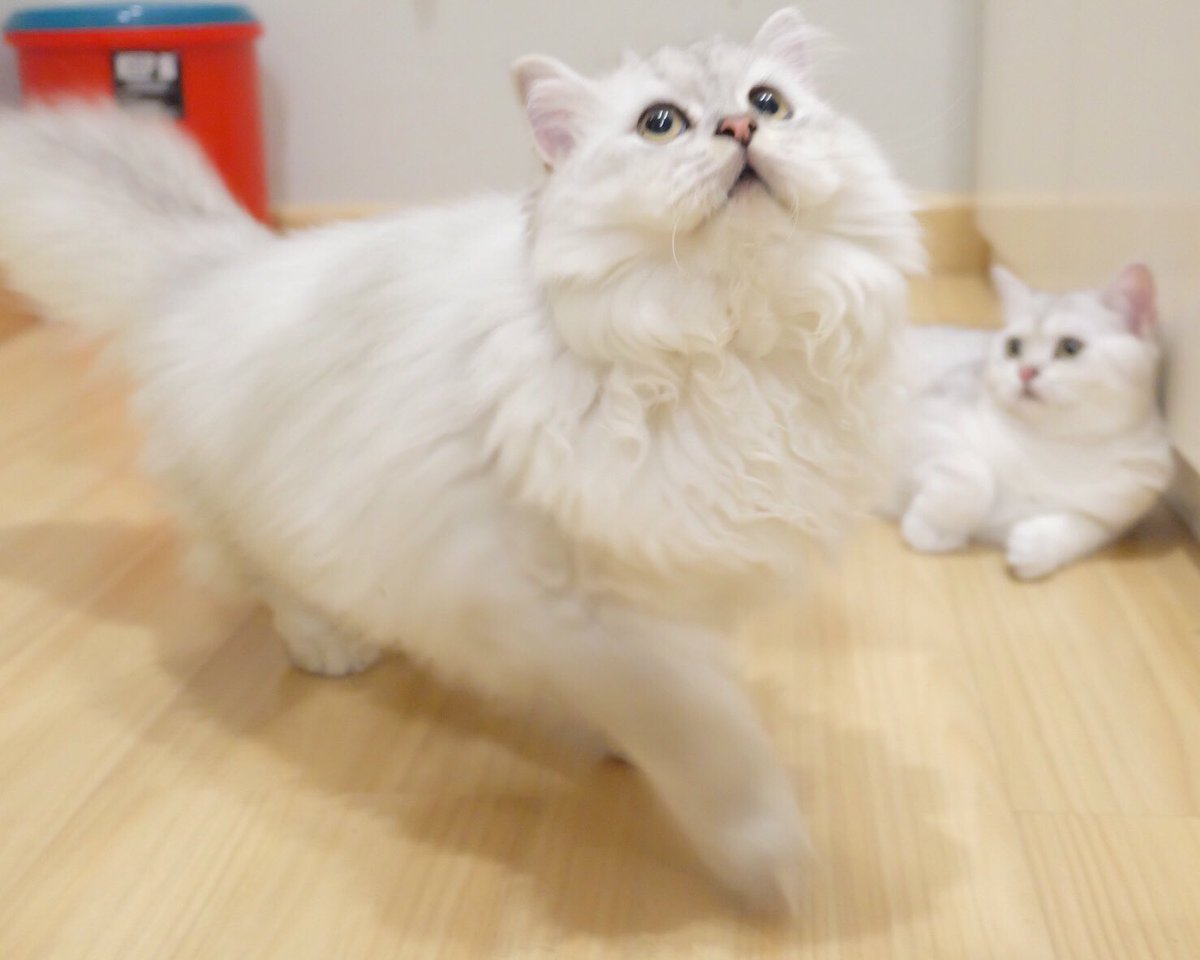 Bonusiie's tweet photo. หลบหน่อยเจ้าป่าจะเดิน https://t.co/YPB7uYnUG3