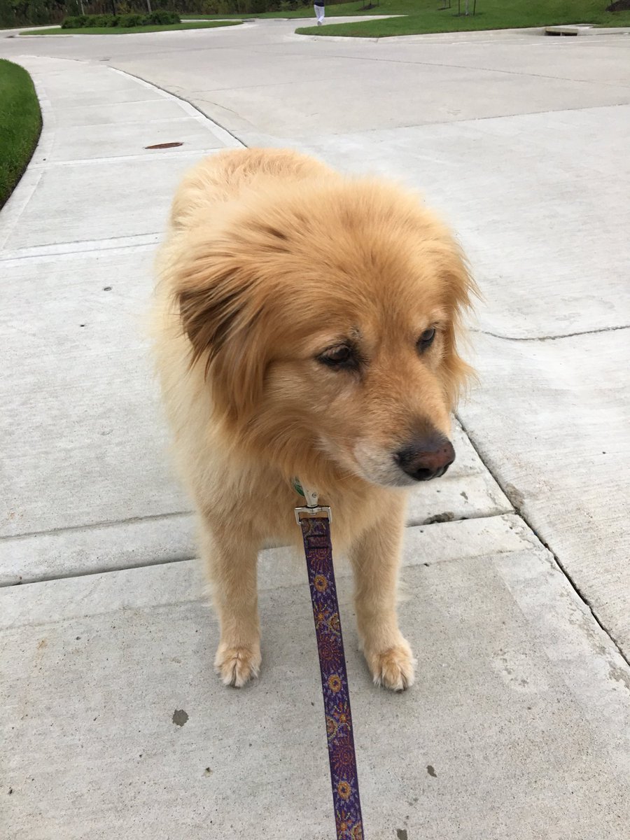 Just FurBabies Pet (jstfurbabies) Twitter