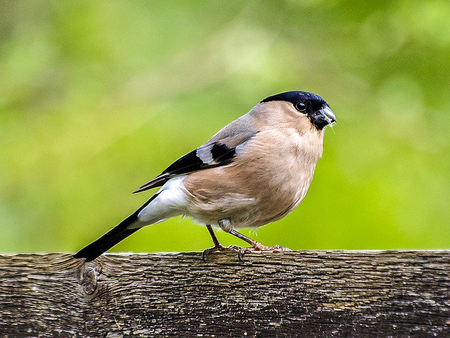 UNEP's tweet photo. Scientists: Soot found in the feathers of songbirds reveals hidden air pollution. Read more: https://t.co/MPVSv2Edq2 
#BreatheLife https://t.co/Z4P2LDOEoL