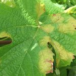 lagacetadelvino's tweet photo. @LifeFitoVid logra reducir hasta un 50% uso de fitosanitarios en vid, con viticultura de precisión https://t.co/WrzJVeMHuw @neikertecnalia https://t.co/00EB5PlcJL
