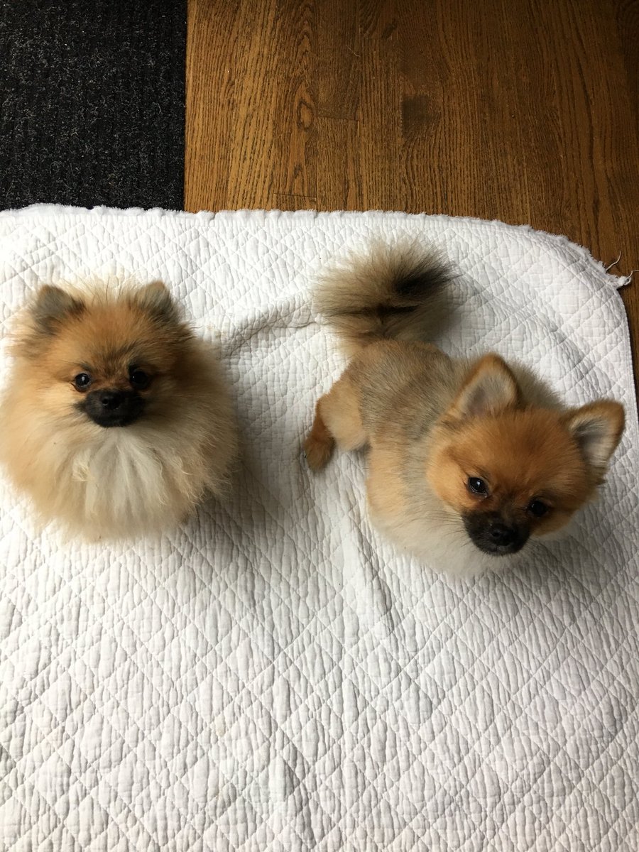 Just FurBabies Pet (jstfurbabies) Twitter